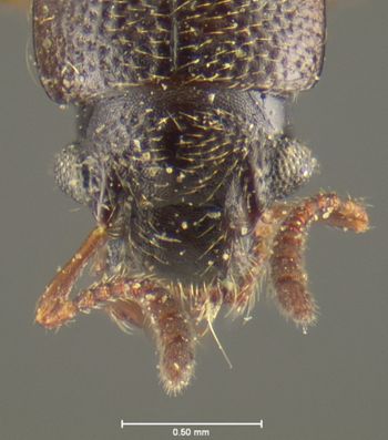 Media type: image;   Entomology 24073 Aspect: head dorsal view